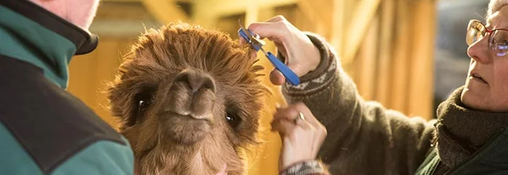 Zwei Personen scheren ein Alpaka